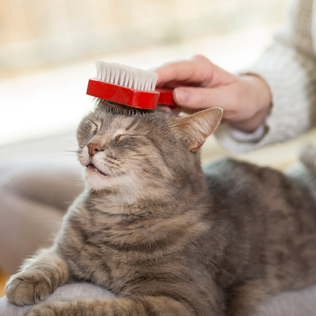 5 Ways to Refresh Your Home for You and Your Cat
